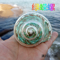 Natural conch shell track green snail specimen snail home decoration gift wedding fish tank landscaping