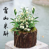 Jiang Nan Maple eats while eating Dendrobium stumps three-year seedlings iron skin Maple Dendrobium seedlings domesticated seedlings domesticated seedlings