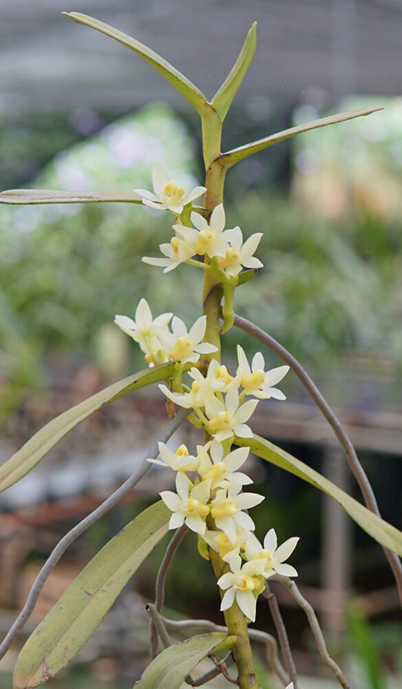 水晶兰-水晶兰促销价格、水晶兰品牌- 淘宝