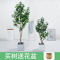Scandinavian simulation green planting bean tree banyan tree shopping mall hotel model room living room dining room floor potted decorative ornaments