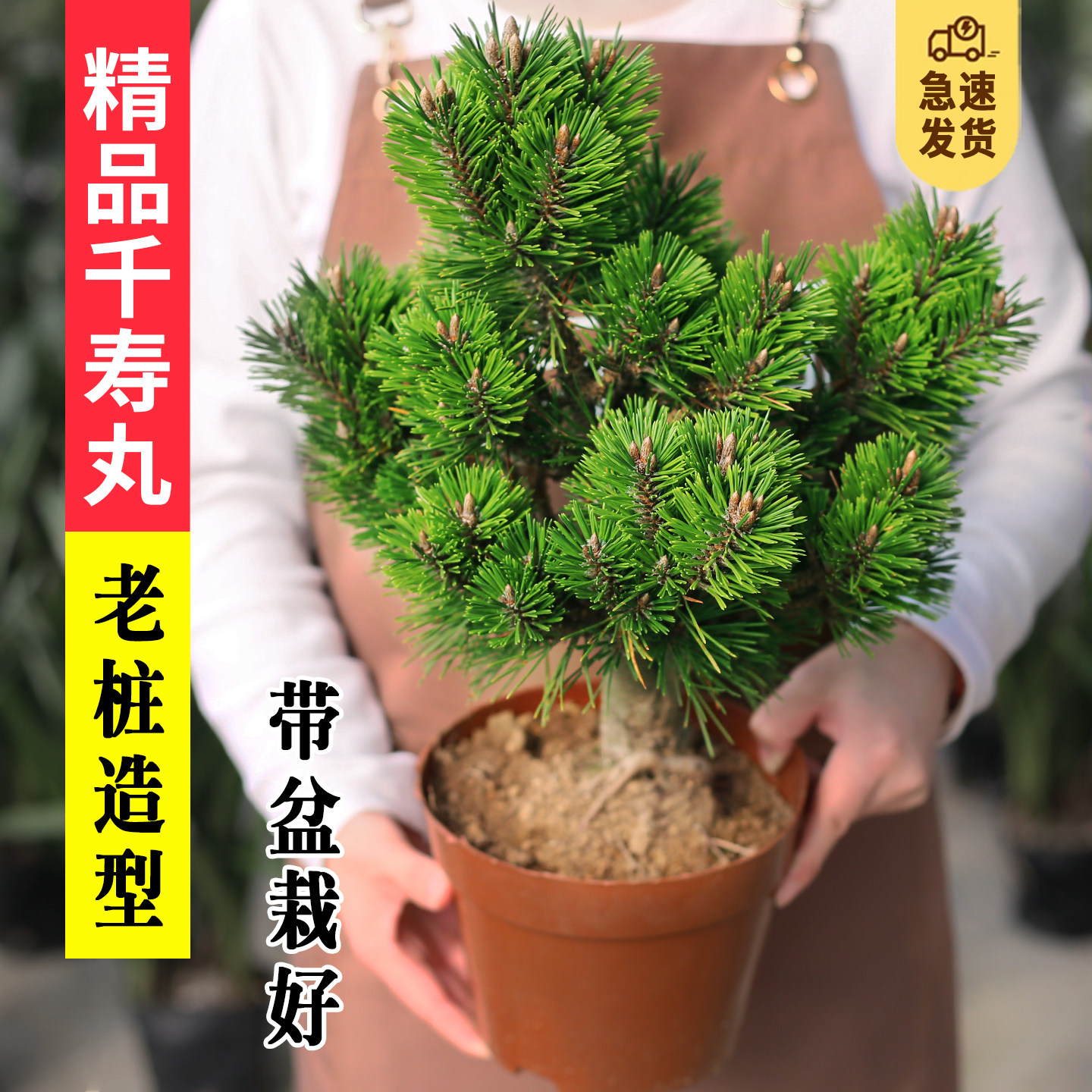 五针松-五针松促销价格、五针松品牌- 淘宝