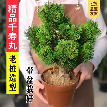 五针松精品盆景-五针松精品盆景促销价格、五针松精品盆景品牌- 淘宝