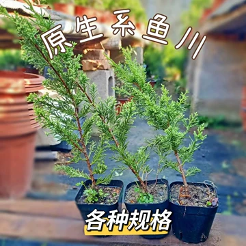 日本真柏小品盆栽-日本真柏小品盆栽促销价格、日本真柏小品盆栽品牌- 淘宝