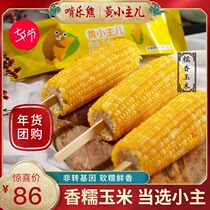 Northeast glutinous corn cob Yellow glutinous corn yellow small main whole grain nutritious breakfast Non-GMO corn 12 gift boxes