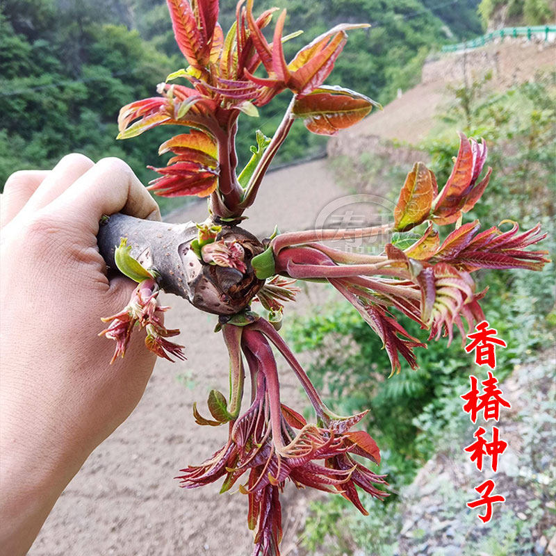 紅油香椿 ホンユーシャンチュン苗木 10株セット　5～10cm 红油香椿苗-红油香椿苗促销价格、红油香椿苗品牌- 淘宝
