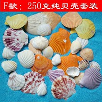 Small large shell pure shell combination conch starfish fish tank bottom sand stone floor wall paste decorative home ornaments