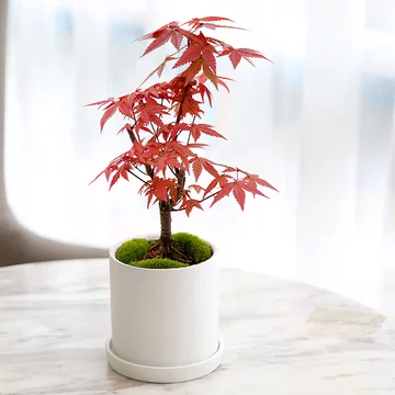 盆栽　楓　小品盆栽 日本🇯🇵紅千烏#小品盆栽較珍貴的楓葉品種🍁 剛長出的楓葉是橙