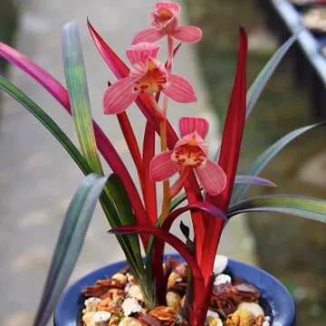 ○中国四季蘭 建蘭「紅芽紅荷」 105-6 ○ 春蘭 寒蘭 東洋