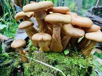 Northeast Changbai Mountain Hazelnut mushroom wild