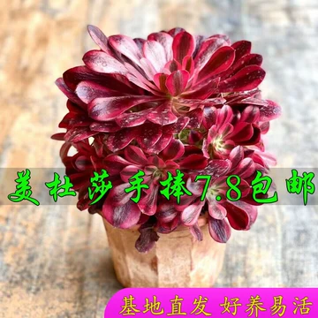 法师锦老桩多肉植物-法师锦老桩多肉植物促销价格、法师锦老桩多肉植物