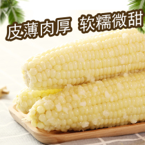 Li Yulong white sweet glutinous corn 8 roots Northeast fresh freshly picked non-GMO open bag ready-to-eat sticky sticky vacuum packaging