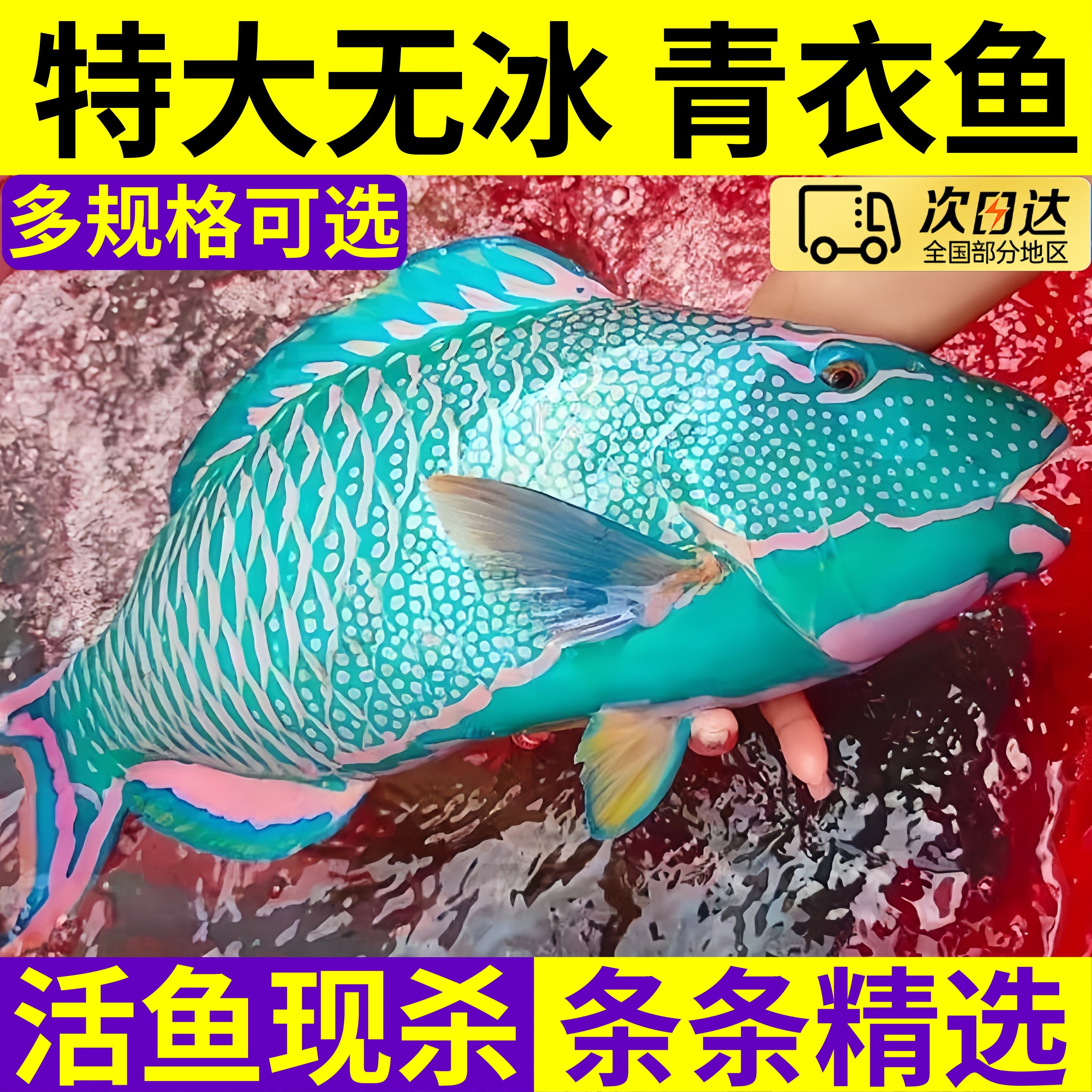 雪斑鱼价格多少钱?新鲜青衣鱼鲜活斑鱼深海野生鹦嘴鱼苏眉鱼西沙海鱼冷冻海鲜水产值得买吗?_化妆品_淘宝美妆网