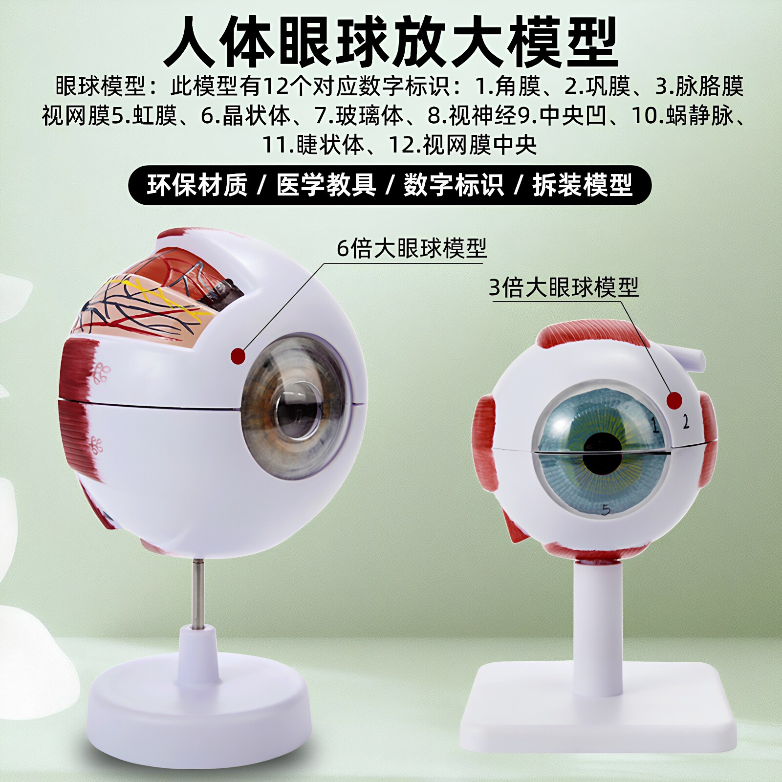 眼模型-眼模型促销价格、眼模型品牌- 淘宝