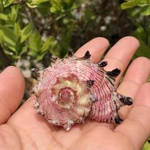 Natural conch shell seahorse snail powder snail snail tank aquarium ornament roll shellfish hermit crab replacement shell