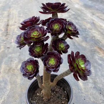 法师多肉植物老桩-法师多肉植物老桩促销价格、法师多肉植物老桩品牌- 淘宝