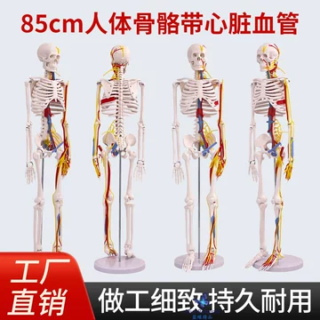 85cm标准人体模型-85cm标准人体模型促销价格、85cm标准人体模型品牌- 淘宝