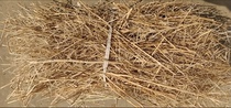 Chinese rape fine stalk rape straw can be customized in various sizes free grind rapeseed straw powder 250g