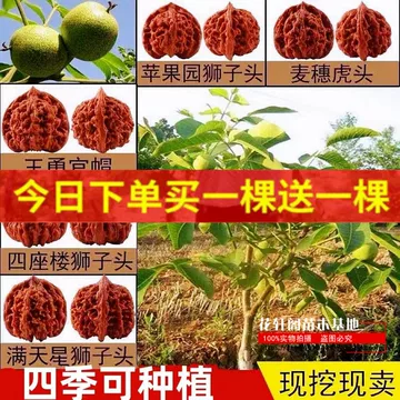 四座楼文玩核桃苗-四座楼文玩核桃苗促销价格、四座楼文玩核桃苗品牌- 淘宝