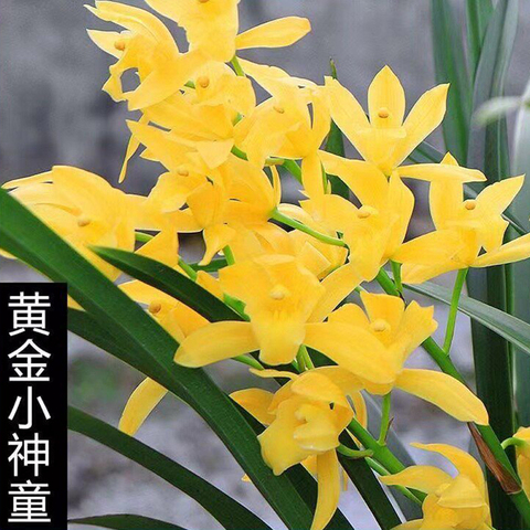 黄色兰花精选和黄色兰花品牌价格与图片-淘宝商品网
