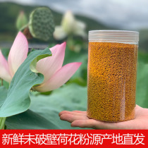 20 years of production fresh Pure Lotus pollen natural edible bee pollen lotus flower not broken wall 500g