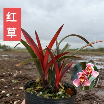 寒蘭-26145-4HD　609　紅無点×渚　苗　交配種