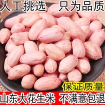 Peanut raw new large grain new goods 5 pounds Shandong farm specialty fresh extra large premium quality 2020 peanut kernels