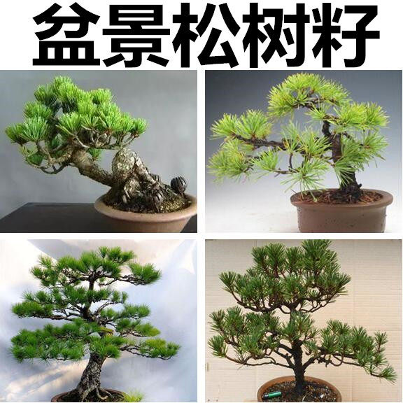 那须五针松-那须五针松促销价格、那须五针松品牌- 淘宝