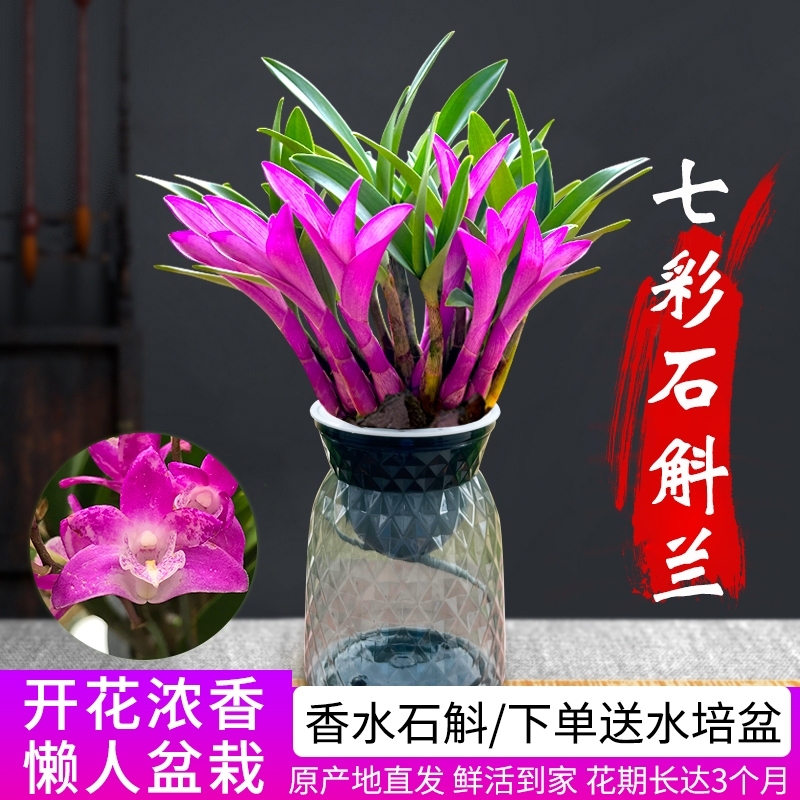 水培七彩香水石斛兰精选和水培七彩香水石斛兰品牌价格与图片-淘宝商品网
