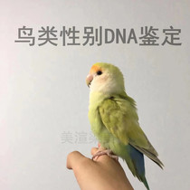 Parrot Xuanfeng Peony Gender Double Virus dnavirus dnavirus identification PBFD APV three-in-one card will not be sent back