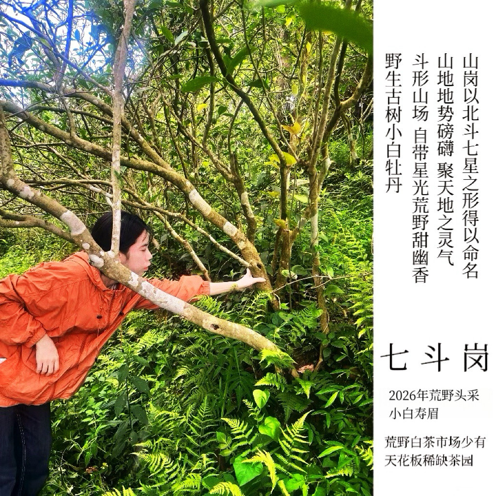 磻溪荒野老树寿眉-磻溪荒野老树寿眉促销价格、磻溪荒野老树寿眉品牌- 淘宝
