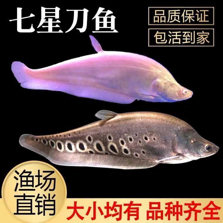 2024.10.20最新作品　熱帯魚七星刀 O1CN01AE6sw82EAUPj4gEt3_!!