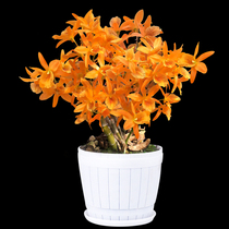 (Orange Heart Dendrobium) Dendrobium seedlings Dendrobium fresh Dendrobium Dendrobium dried flowers