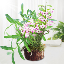 (Dendrobium Dendrobium tree stump) with Wood delivery non-Dendrobium seedlings fresh strips of dogfish