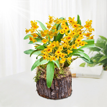 (Dendrobium Dendrobium stump) with Wood delivery