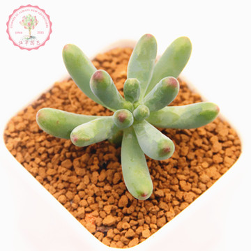 佳年园艺 玉葡萄 乙女心 多肉植物阳台花卉盆栽绿植小盆景肉肉