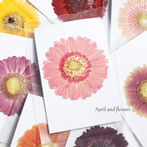 Gerbera Gerbera New Arrival Whole Primary Color Pressed Flower Embossed Dried Flower Real Flower Specimen DIY Handmade Flower Material