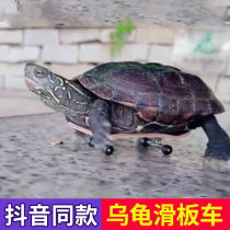 Turtle scooter finger fingertip mini toy Professional small skateboard model pendant shaking sound with the same net red pet