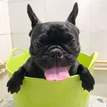  Dog bath tub Cat pet bathtub Teddy French bucket Puppy Small dog special medicine bath tub Dog bath tub