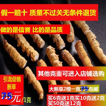 (Taobao good goods)50g gift box of 2 1g authentic Tibetan Naqu Cordyceps Sinensis broken Cordyceps