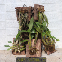Dendrobium package board planted 5 varieties random delivery Ball flower black hair turtle back Rose spring sky palace Golden Hairpin