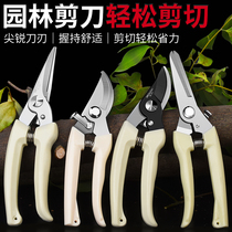 Fruit artifact garden art scissors pruning shears branch scissors flower branches picking persimmons pruning shears branch scissors