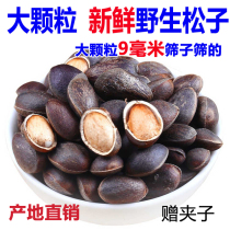 Yunnan fresh wild pine nuts unprocessed without adding raw flavor big particles pregnant women Nut Snacks nutrition Leisure
