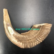 Israeli ram horn mishaan marketing shofar original style 16 to 18 inches