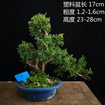 日本真柏小品盆栽-日本真柏小品盆栽促销价格、日本真柏小品盆栽品牌- 淘宝