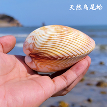 Natural marine shell bird tail clam Super conch shell coral starfish ornaments fish tank landscaping specimen collection