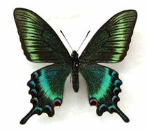 A1 Unexpansed Wings: Green Ribbon Kingfisher Butterfly Specimen (Spring Type) Exquisite and Beautiful Small Butterfly Triangle Bag Small Green Belt