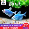 Товары от 鱼之城水族