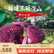 New goods special grade special grade Fujian Sanming wild authentic blue-bottomed red mushroom specialty dry goods 500g