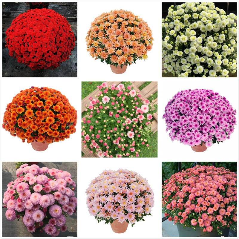 菊花球菊-菊花球菊促销价格、菊花球菊品牌- 淘宝
