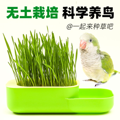Попугая специальная птичья трава, проросшая птичья солома для соломы, смешанное зерно зерно зерно зерно, пророслое зерно, бутоны, пищевая кожача